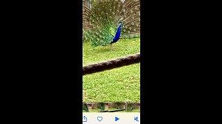 Peacock loves to show off all his pretty colors .