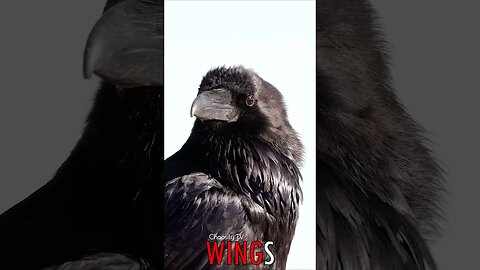 🐧 #WINGS - Raven's Wisdom: Perched in Bryce Canyon's Grandeur 🐦