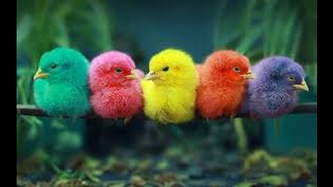 Rainbow Chickens