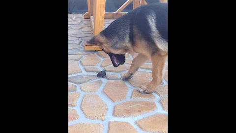 German Shepherd befriends tiny baby turtle