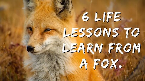 6 Life Lessons To Learn From A FOX.