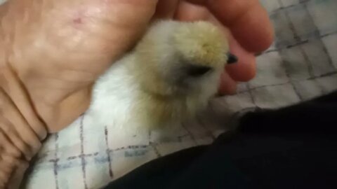 Silkie chick asleep, every time I talk it wakes up 13th June 2021
