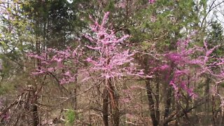 Redbuds Blooming In The Ozarks