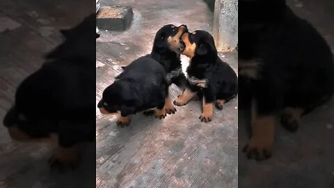 cute puppies #rottweiler #puppies #shorts #doglover #rottweiler