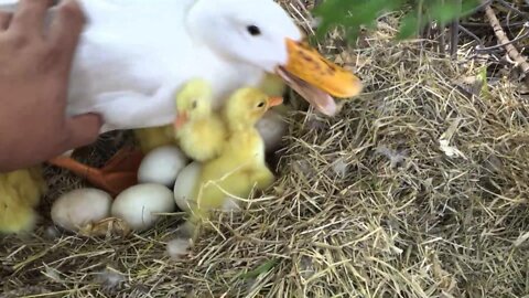 Pekin ducklings hatching