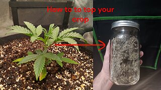 How to top your cannabis