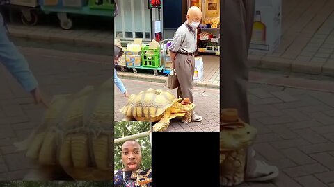 Ever seen big Tortoise before 😊 #shortvideos #fitnesschallenge #challenge