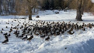 Mighty duckies braving Canadian winter