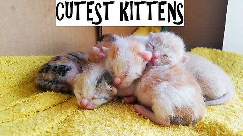 Newborn kittens: second day