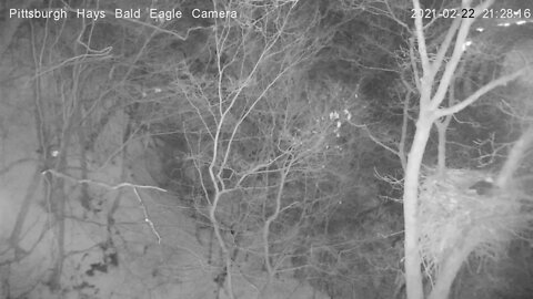 Great horned owl knocks dad off roost at Hays bald eagle nest 2/22/2021 21:25.58