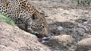 Leopard Quenching His Thirst In A Muddy Puddle