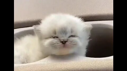 Cute Cats! ❤️❤️ Funny Pets 😂