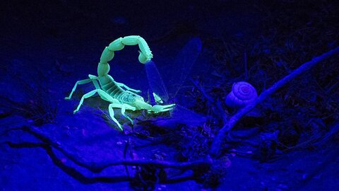 Glowing Scorpion