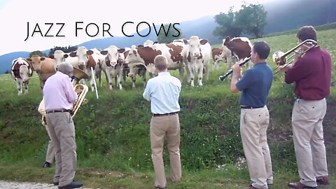 Jazz For Cows