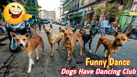 Funny Dog Dance || Dog video || All animal Funny Dance #flystar