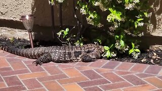 Tegu loving the Sun