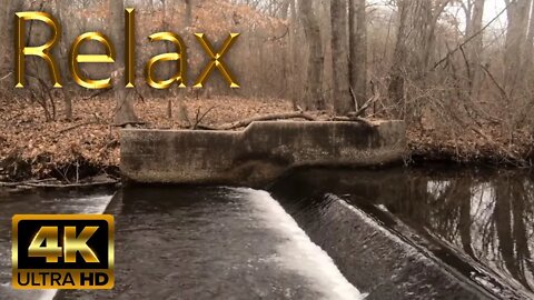 Inspiring Autumn Stream in Massapequa Preserve