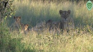 Kruger National Park Lions: The Lions of Lukimbi