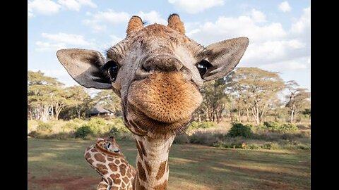 Funny video🥰😎 Cute Giraffe gives baby smooches!