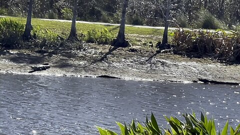 Gators In Paradise (Widescreen) #Gator #Alligator #FYP #SWFL #mywalksinparadise #4K #DolbyVisionHDR