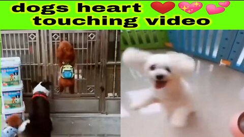 Dogs heart touching videos