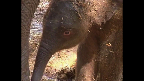 Baby Elephant, Mother and Grandmother