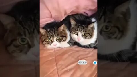cute cat videos 😹 funny videos 😂 1201 😻#shorts