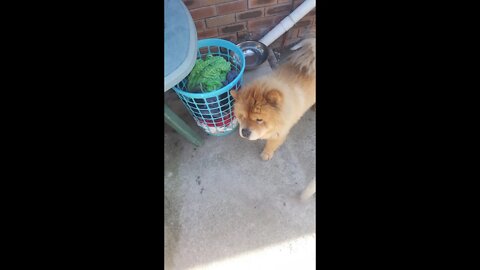 2020 Chow Chow Dog Breed - Fudge Chow Chow Caught Red handed, Behaving Badly Laundry :)