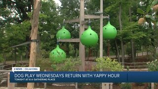 Dog Play Wednesdays return with Yappy Hour