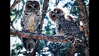 5 Fun Facts About The Spotted Owl