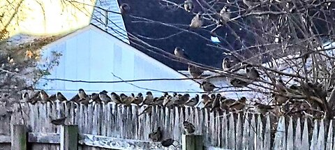No pressure here. Just a few birds 🐦 waiting to eat.