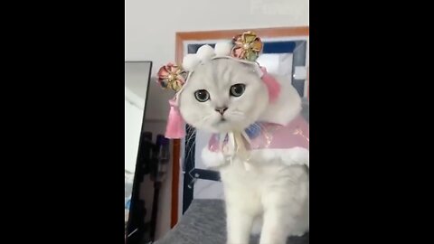 Funniest cat - Laugh non stop with these funny cats