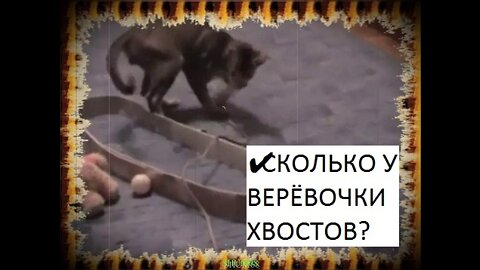 ✔СКОЛЬКО У ВЕРЁВОЧКИ ХВОСТОВ?