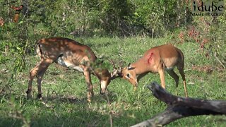 Impala Rams Fighting