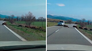 Unexpected encounter with herd of wild boars crossing the road