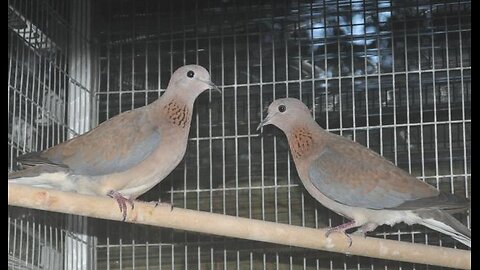 The Laughing Dove – The Bird Loyal To Its Mate For Life.