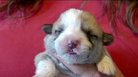 Rosa's Litter Introductions - 1 week old