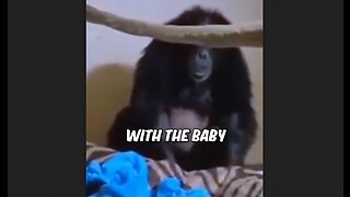 Chimp Thought She Had Lost Baby During Child Birth, Vets Revived It - HaloRock