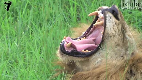 Male Lion Yawning