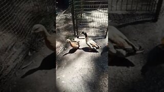 some more ducks