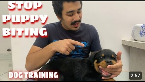 STOP Puppy BITING