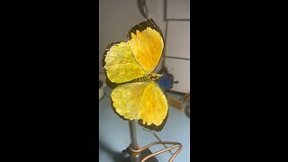 Yellow butterfly