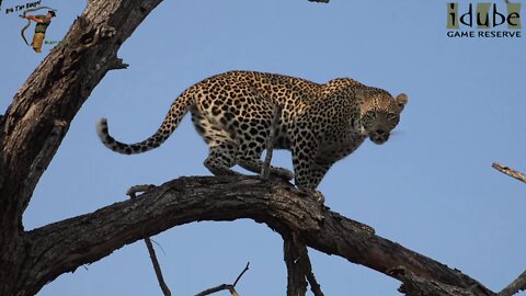 Scotia Female Leopard Roars In A Tree