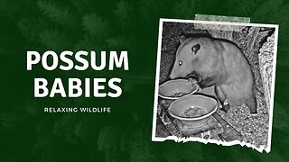 Check out baby opossums move around in mama's pouch