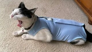Funny and cute cat videos Compilation😹best funny animals video😹