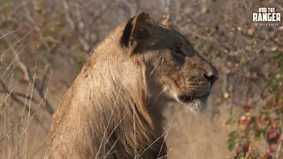 Lion Pride Watch A Buffalo Herd Then Regroup And Rest