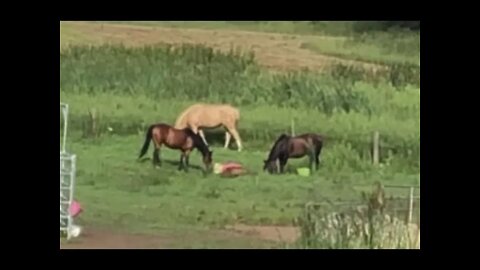The horses sniff around their dead herd mate. A vigil that was kept from when she was injured