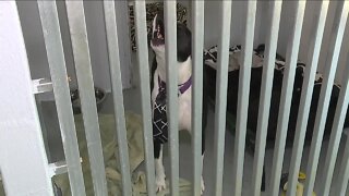 Deputies say calls for animal cruelty cases often lead to further investigations