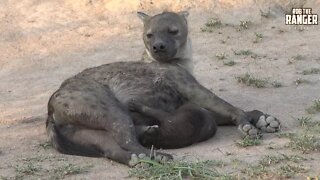 Watching Hyenas Again! Part 14