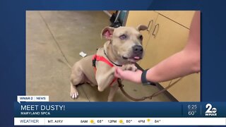 Dusty the dog is up for adoption at the Maryland SPCA